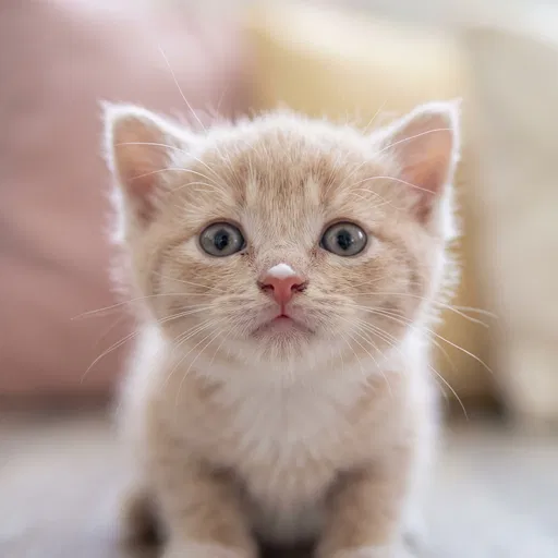 Cream Kitten With Milk on Nose