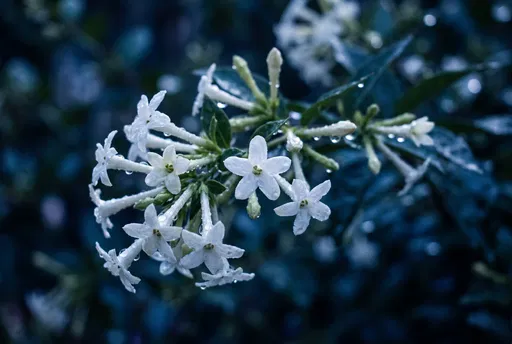 White Night-Blooming Jasmine with Dew Drops