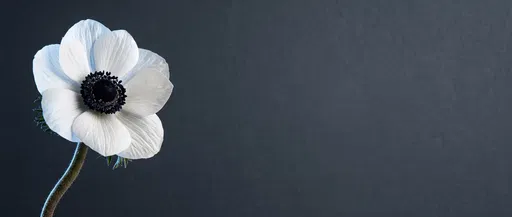 White Anemone Flower on Dark Background