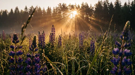 Sunrise Sunbeams Over Wild Lupine Meadow