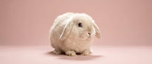 Cream Holland Lop Bunny on Pink Backdrop