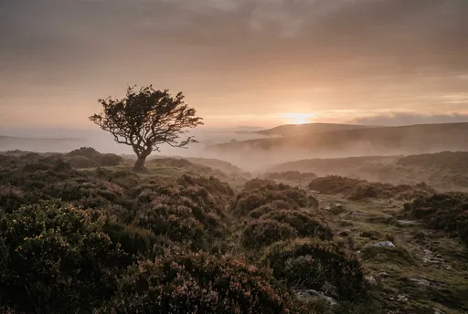 Lone Tree on Misty Moorland at Sunset