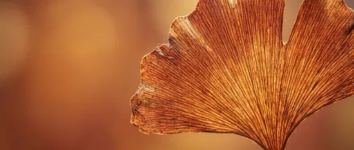 Backlit Autumn Ginkgo Leaf Macro