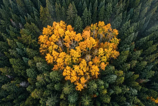 Aerial Heart-Shaped Golden Autumn Grove