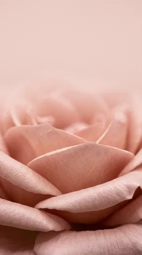 Macro Blush Pink Rose Petals Background