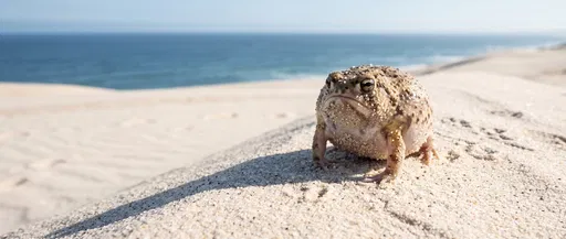 Desert Rain Frog on Coastal Dunes