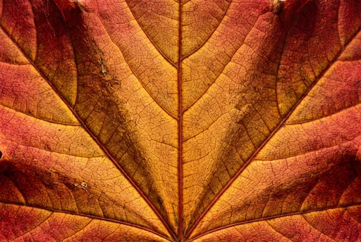 Macro Red and Gold Autumn Leaf