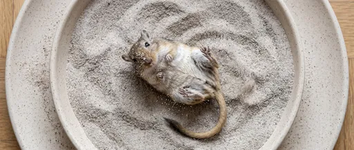 Overhead View of Gerbil in Sand Bath