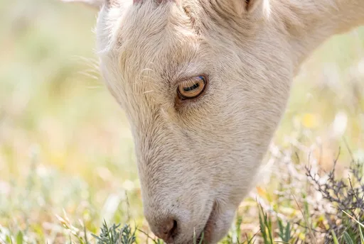 Close-Up of Grazing Cream Goat