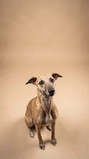 Brindle Whippet Looking Up in Beige Studio