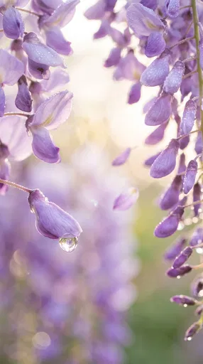 Purple Wisteria Blossoms With Morning Dew