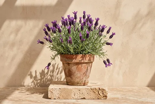 Spanish Lavender in Terracotta Pot on Stone