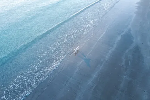 Aerial View of White Hound on Shoreline