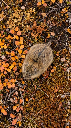 Brown Lemming in Autumn Tundra Foliage