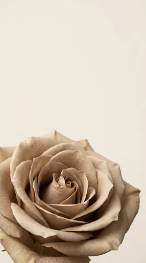 Neutral Taupe Rose With Copy Space
