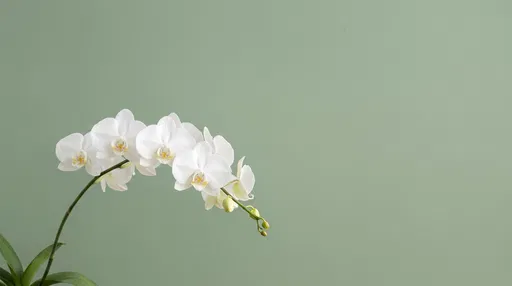 White Orchid Stem on Sage Background