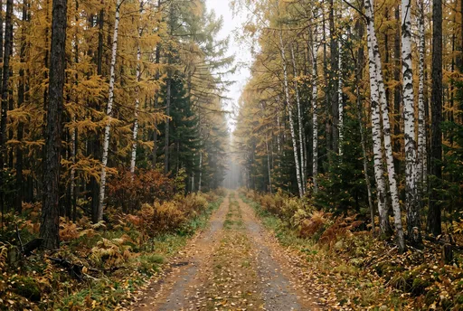 Autumn Forest Track in Siberian Taiga