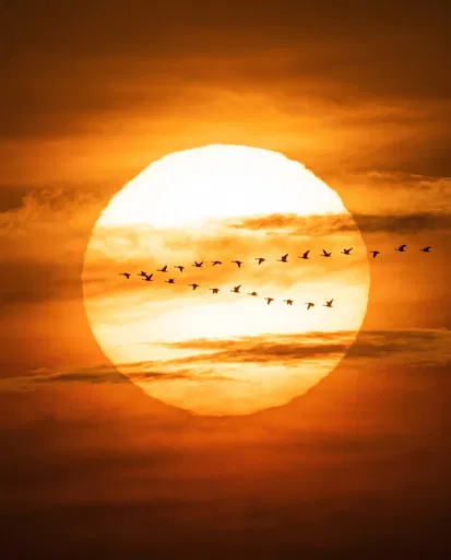 Flock of Birds Flying Across Setting Sun
