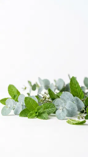 Mint Leaves and Eucalyptus on White
