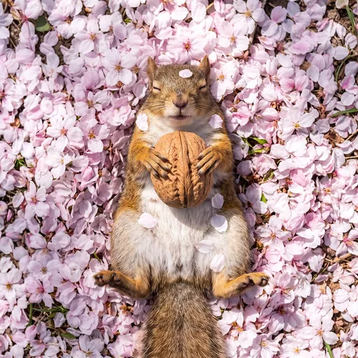 Sleeping Squirrel Holding Walnut in Blossoms