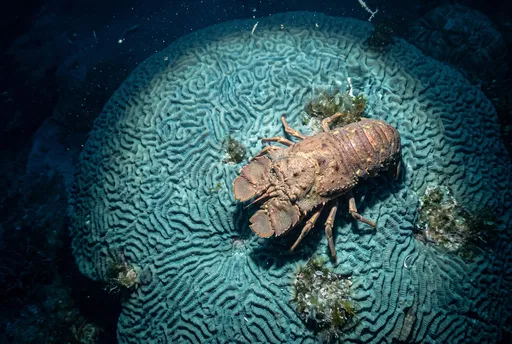 Slipper Lobster on Brain Coral at Night