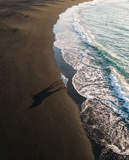 Aerial View of White Dog on Beach