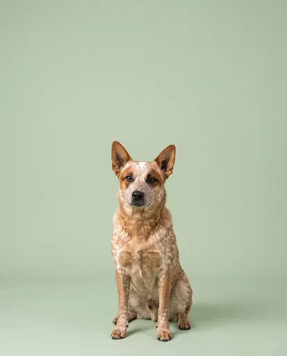 Red Cattle Dog Studio Portrait on Green