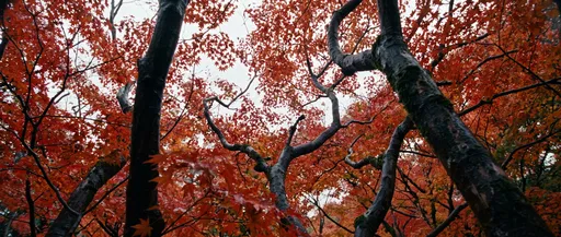 Low Angle Autumn Japanese Maple Canopy