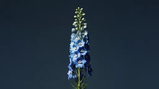 Blue Delphinium Flower Spike on Dark Background