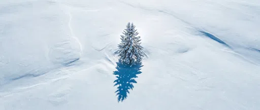 Lone Snow-Covered Pine Tree Aerial