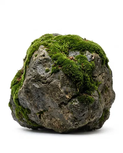 Moss Covered Boulder on White Background