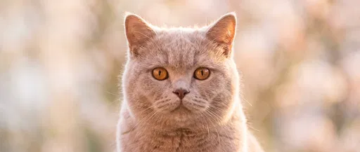 Lilac British Shorthair Cat Portrait