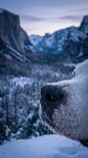 Close-Up of Dog Nose in Winter Mountains