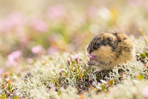 Juvenile Lemming Eating Pink Tundra Flower