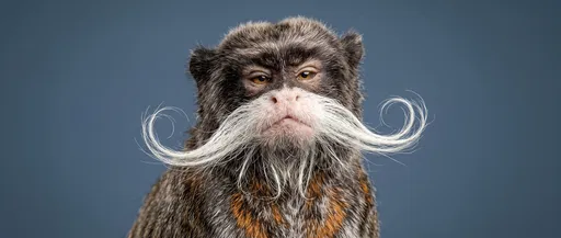 Emperor Tamarin With Curled White Mustache