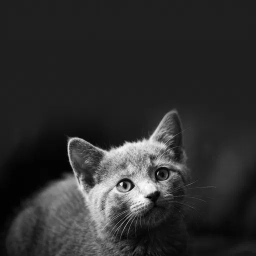 Monochrome Kitten Portrait With Copy Space