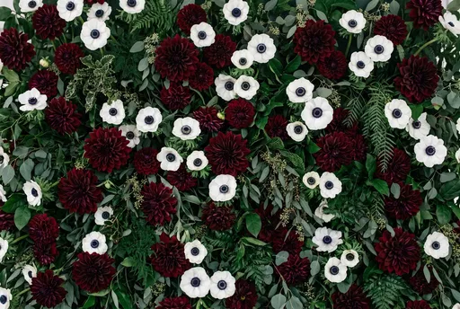 Burgundy Dahlia and White Anemone Wall
