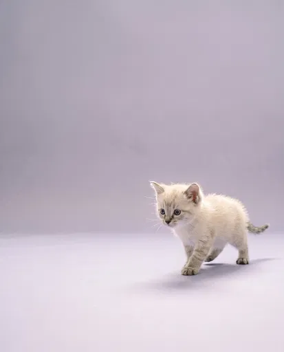 Lynx Point Siamese Kitten on Lavender