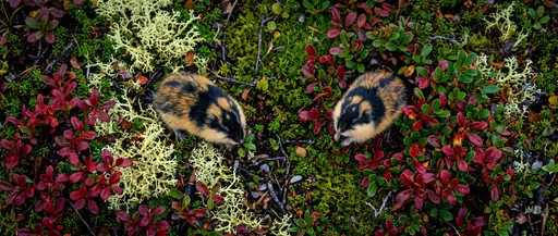 Two Norway Lemmings on Autumn Tundra