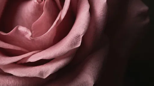 Macro Blush Pink Rose Petals in Shadow