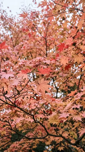 Autumn Japanese Maple Canopy in Coral