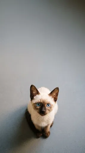 Siamese Kitten Looking Up on Grey
