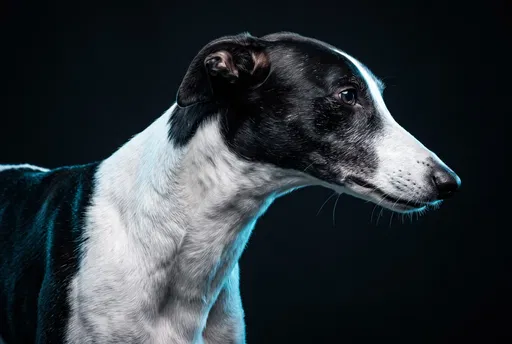 Black and White Greyhound Studio Portrait