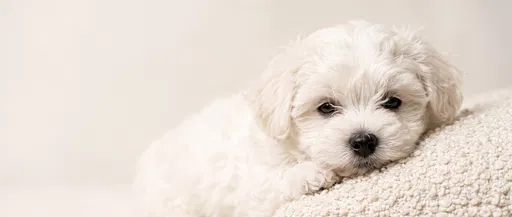 White Maltipoo Puppy Resting on Cream Pillow