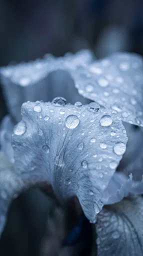 Raindrops on Pale Blue Iris Petal