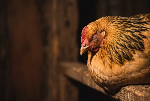 Sleeping Buff Brahma Hen on Wooden Roost