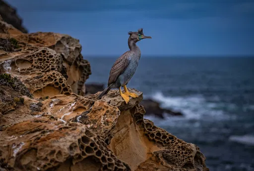 Spotted Shag Perched on Coastal Sandstone