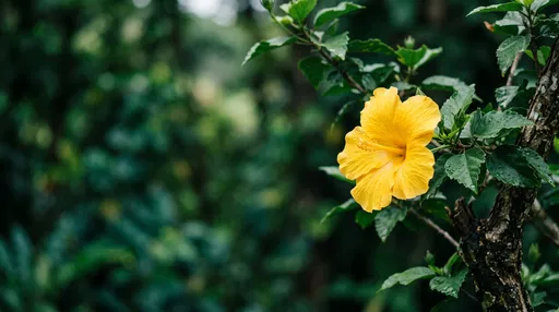 Yellow Hibiscus Flower with Green Bokeh