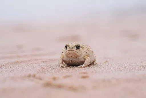 Pale Desert Rain Frog on Sand