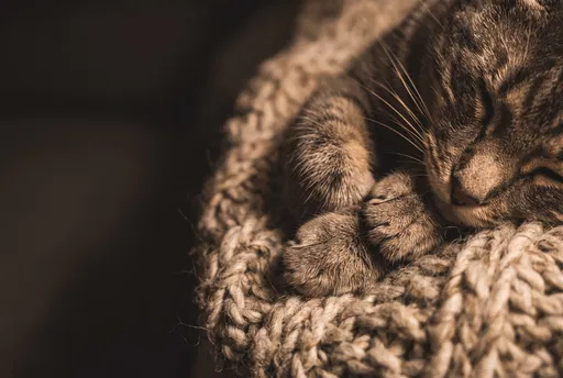 Sleeping Tabby Cat on Knit Blanket